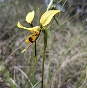Diuris sulphurea (Tiger Orchid) at Forde, ACT - 30 Oct 2025 by mlech