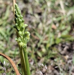 Microtis (genus) (onion orchids) at Throsby, ACT - 30 Oct 2025 by mlech