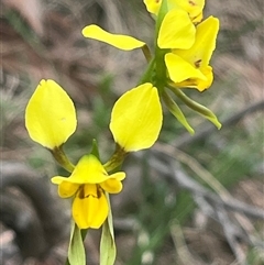Diuris sulphurea (Tiger Orchid) at Ainslie, ACT - 31 Oct 2025 by Clarel
