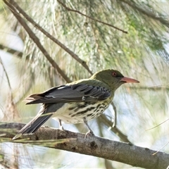 Oriolus sagittatus (Olive-backed Oriole) at Bruce, ACT - 31 Oct 2025 by AlisonMilton