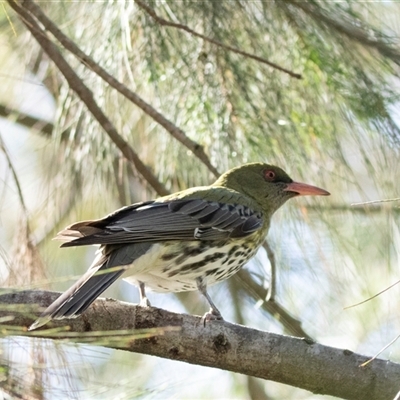 Oriolus sagittatus (Olive-backed Oriole) at Bruce, ACT - 31 Oct 2025 by AlisonMilton