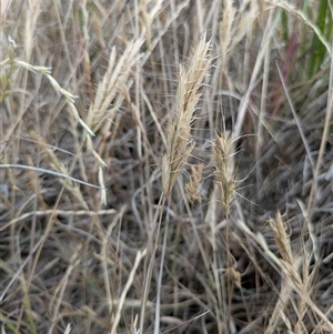 Bromus (genus) at Bowning, NSW - 31 Oct 2025 by MattM