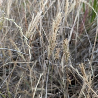Bromus (genus) at Bowning, NSW - 31 Oct 2025 by MattM