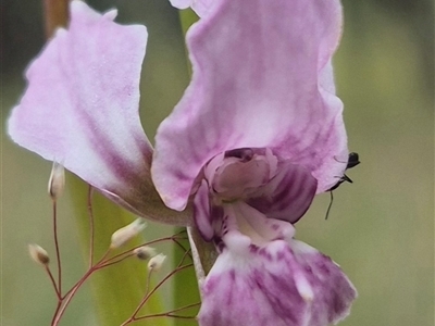 Diuris dendrobioides (Late Mauve Doubletail) by clarehoneydove