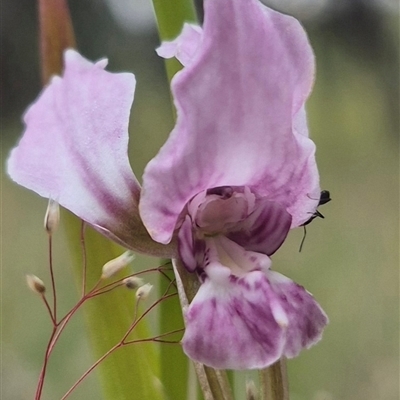 Diuris dendrobioides (Late Mauve Doubletail) at  - suppressed by clarehoneydove