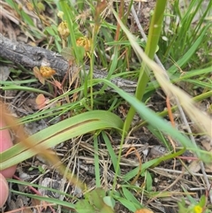 Diuris dendrobioides at suppressed - suppressed