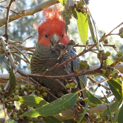 Callocephalon fimbriatum at Acton, ACT - 30 Oct 2025 by HelenCross