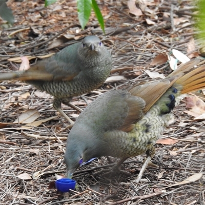 Ptilonorhynchus violaceus (Satin Bowerbird) at Acton, ACT - 31 Oct 2025 by HelenCross