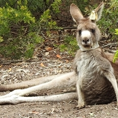 Macropus giganteus (Eastern Grey Kangaroo) at Acton, ACT - 31 Oct 2025 by HelenCross