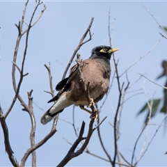 Acridotheres tristis (Common Myna) at Bruce, ACT - 31 Oct 2025 by AlisonMilton