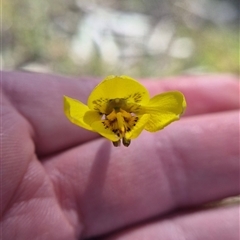 Diuris amabilis (Large Golden Moth) at Tarago, NSW - 10 Oct 2025 by clarehoneydove