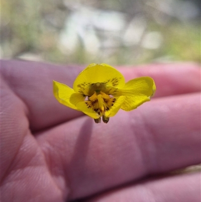 Diuris amabilis (Large Golden Moth) at Tarago, NSW - 10 Oct 2025 by clarehoneydove