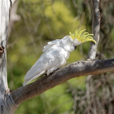 Cacatua galerita at Bruce, ACT - 31 Oct 2025 by AlisonMilton