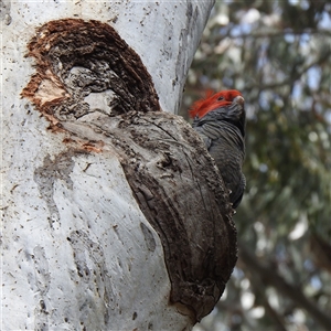 Callocephalon fimbriatum by HelenCross