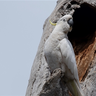 Cacatua galerita at Bruce, ACT - 31 Oct 2025 by AlisonMilton
