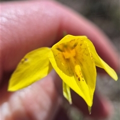 Diuris amabilis (Large Golden Moth) at Tarago, NSW - 10 Oct 2025 by clarehoneydove
