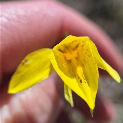 Diuris amabilis (Large Golden Moth) at Tarago, NSW - 10 Oct 2025 by clarehoneydove