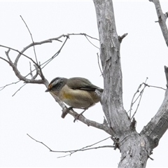Pardalotus striatus (Striated Pardalote) at Bruce, ACT - 31 Oct 2025 by AlisonMilton