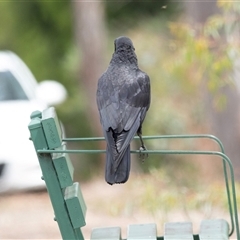 Corvus coronoides at Bruce, ACT - 31 Oct 2025 by AlisonMilton