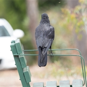 Corvus coronoides at Bruce, ACT - 31 Oct 2025 by AlisonMilton