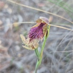 Calochilus platychilus (Purple Beard Orchid) at Bungendore, NSW - 30 Oct 2025 by clarehoneydove