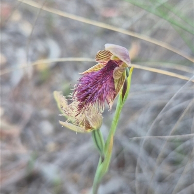 Calochilus platychilus (Purple Beard Orchid) at Bungendore, NSW - 30 Oct 2025 by clarehoneydove