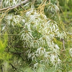 Clematis (genus) at Bruce, ACT - 31 Oct 2025 by AlisonMilton