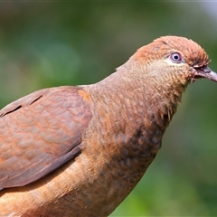 Phaps chalcoptera at Bulli, NSW - 25 Oct 2025 by jb2602