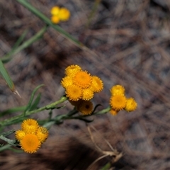 Chrysocephalum apiculatum (Common Everlasting) at Bruce, ACT - 31 Oct 2025 by AlisonMilton