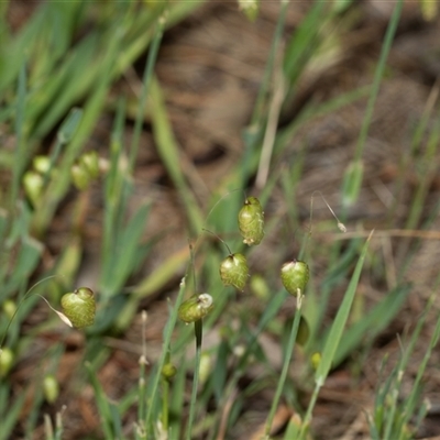 Briza maxima (Quaking Grass, Blowfly Grass) at Bruce, ACT - 31 Oct 2025 by AlisonMilton