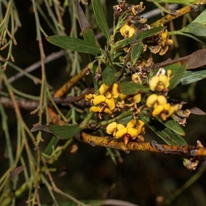 Unverified Pea at Bruce, ACT - 31 Oct 2025 by AlisonMilton