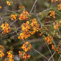 Dillwynia sericea (Egg And Bacon Peas) at Bruce, ACT - 31 Oct 2025 by AlisonMilton