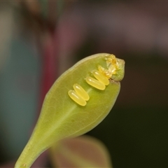 Paropsisterna cloelia (Eucalyptus variegated beetle) at Bruce, ACT - 31 Oct 2025 by AlisonMilton