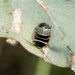 Ellipsidion australe (Austral Ellipsidion cockroach) at Bruce, ACT - 31 Oct 2025 by AlisonMilton