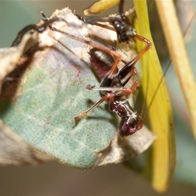 Torbia viridissima (Gum Leaf Katydid) at Bruce, ACT - 31 Oct 2025 by AlisonMilton
