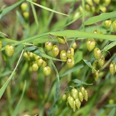 Briza maxima (Quaking Grass, Blowfly Grass) at Bruce, ACT - 31 Oct 2025 by AlisonMilton