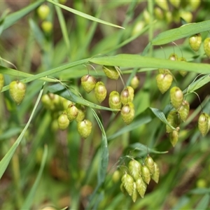 Briza maxima (Quaking Grass, Blowfly Grass) at Bruce, ACT - 31 Oct 2025 by AlisonMilton