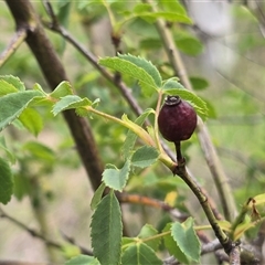 Rosa canina (Dog Rose) at Isaacs, ACT - 31 Oct 2025 by Mike