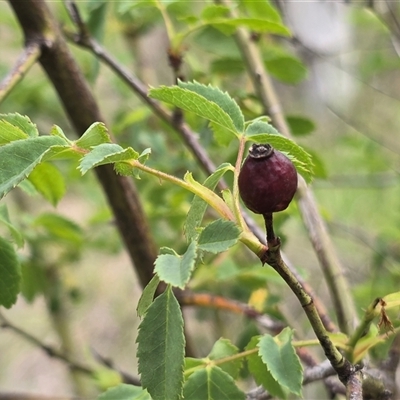 Rosa canina (Dog Rose) at Isaacs, ACT - 31 Oct 2025 by Mike