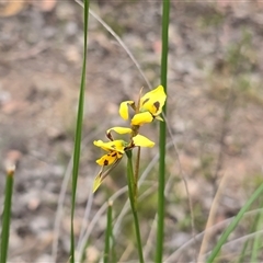 Diuris sulphurea (Tiger Orchid) at Isaacs, ACT - 31 Oct 2025 by Mike