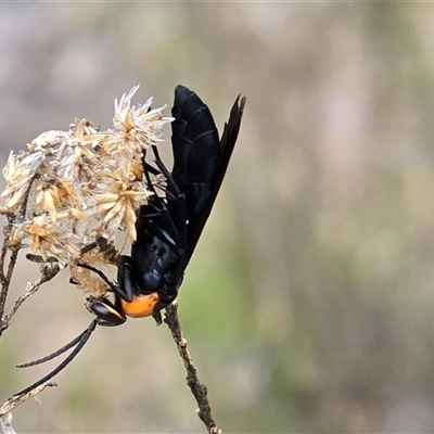 Ferreola handschini (Orange-collared Spider Wasp) at Fadden, ACT - 31 Oct 2025 by Mike