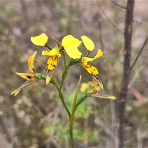 Diuris sulphurea (Tiger Orchid) at Isaacs, ACT - 31 Oct 2025 by Mike