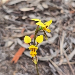 Diuris sulphurea (Tiger Orchid) at Isaacs, ACT - 31 Oct 2025 by Mike