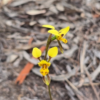 Diuris sulphurea (Tiger Orchid) at Isaacs, ACT - 31 Oct 2025 by Mike