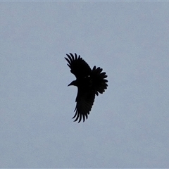 Corvus coronoides (Australian Raven) at Isaacs, ACT - 31 Oct 2025 by Mike