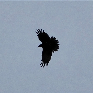 Corvus coronoides (Australian Raven) at Isaacs, ACT - 31 Oct 2025 by Mike