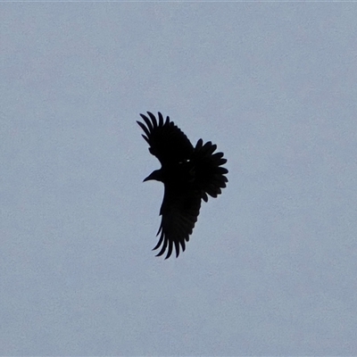 Corvus coronoides (Australian Raven) at Isaacs, ACT - 31 Oct 2025 by Mike