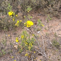 Hibbertia obtusifolia at Fadden, ACT - 31 Oct 2025 by Mike