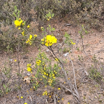 Hibbertia obtusifolia at Fadden, ACT - 31 Oct 2025 by Mike