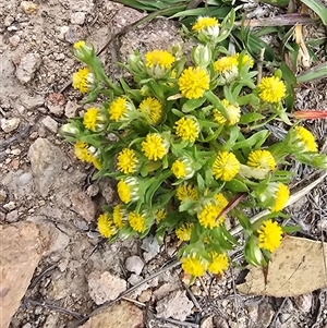 Triptilodiscus pygmaeus at Fadden, ACT - 31 Oct 2025 by Mike